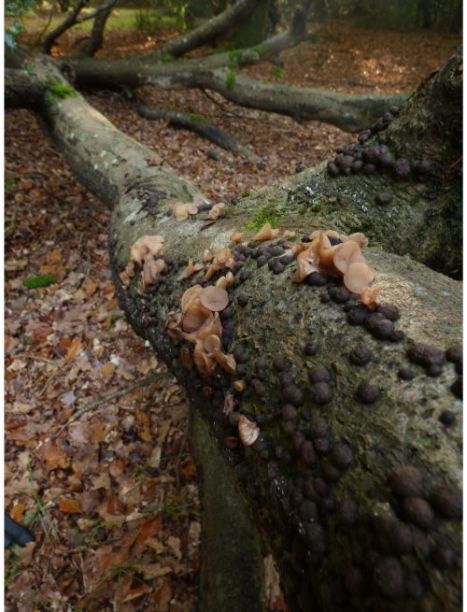On beech in the New Forest, UK.